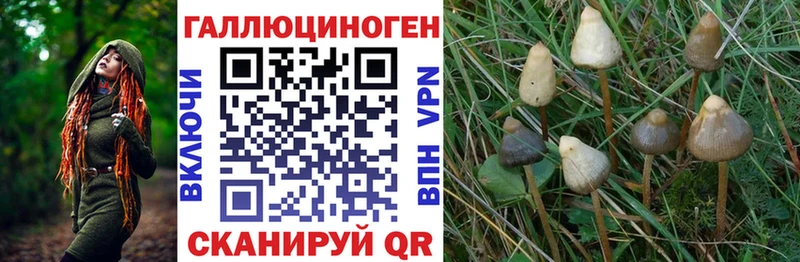 дарк нет какой сайт  Малгобек  Галлюциногенные грибы прущие грибы 